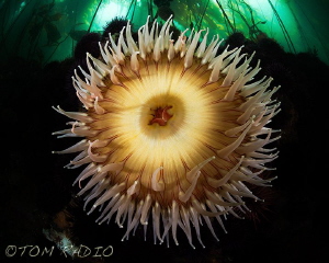 Rose Anemone
Olympic Peninsula, WA, U.S.A. by Tom Radio 